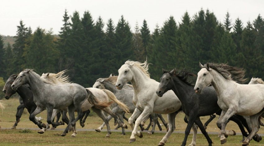 Fotó: lovasok.hu